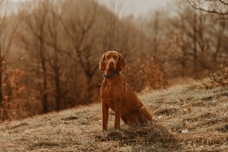 Viszla dog sitting in the field