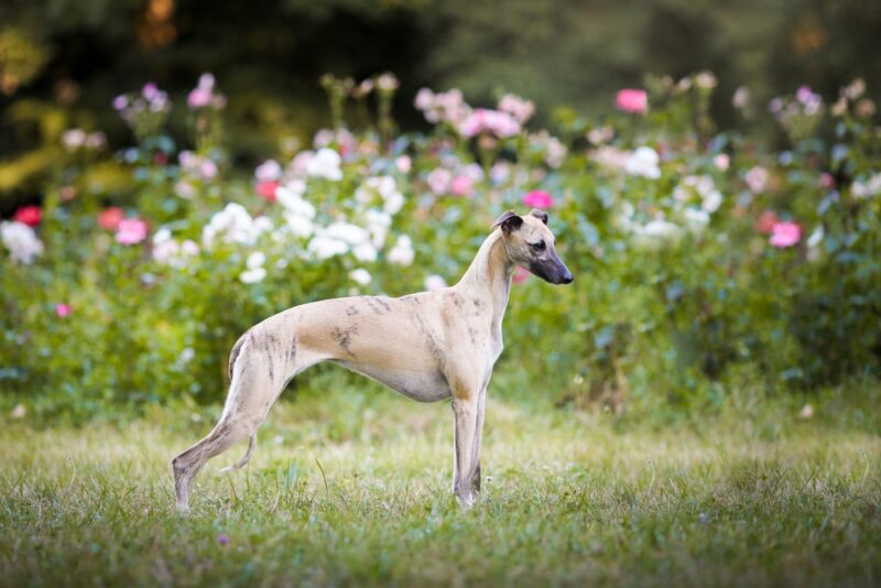 Whippet dog in the garden