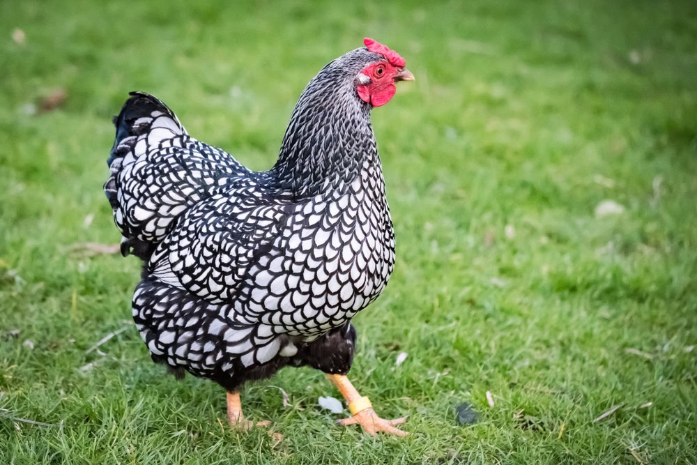 Wyandotte Chicken at the farm