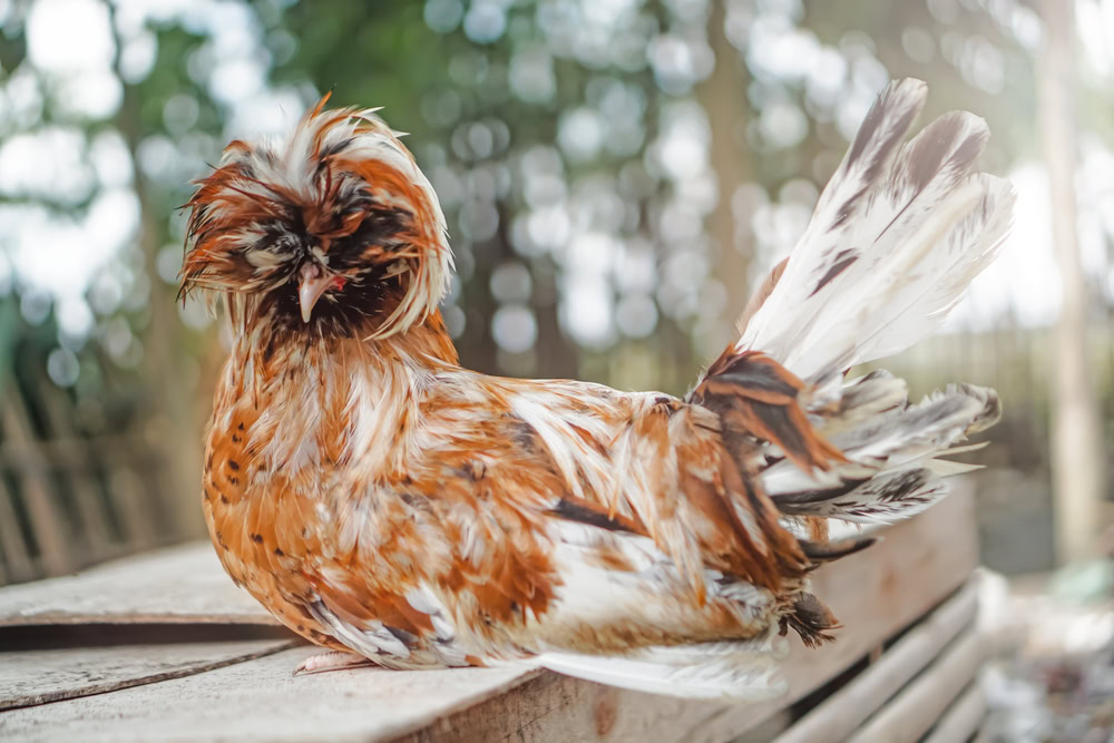 a polish chicken at the farm