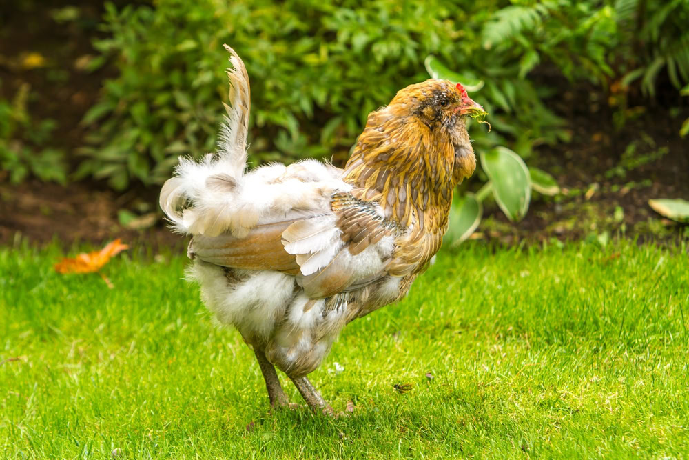 an Ameraucana chicken standing on grass