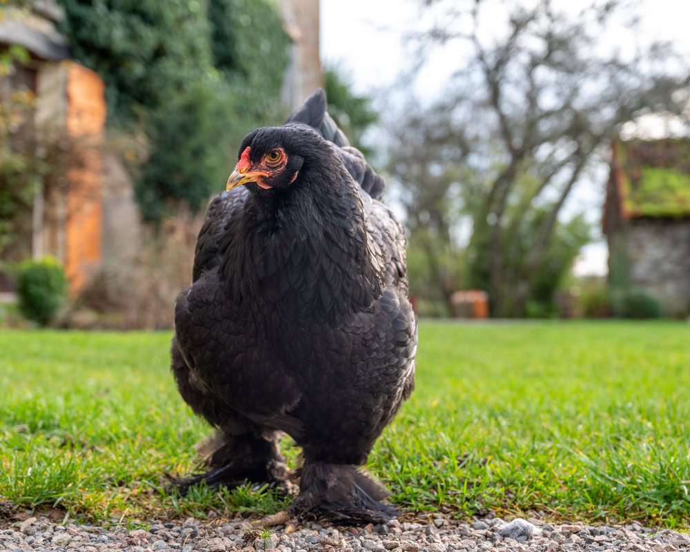 brahma chicken walking at the farm