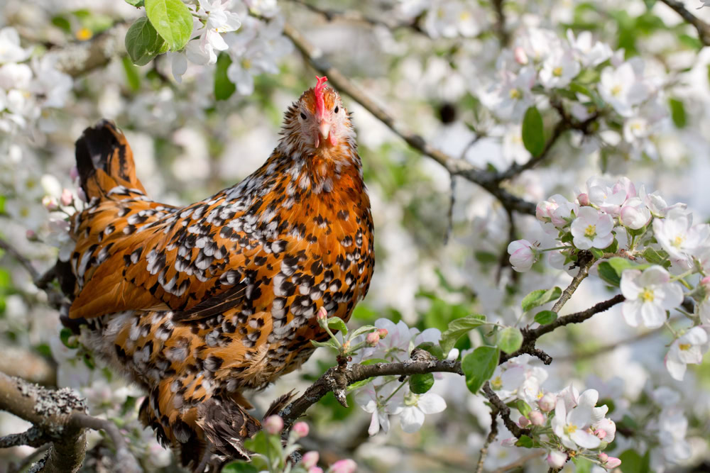 close up of a Mille Fleur d'Uccle