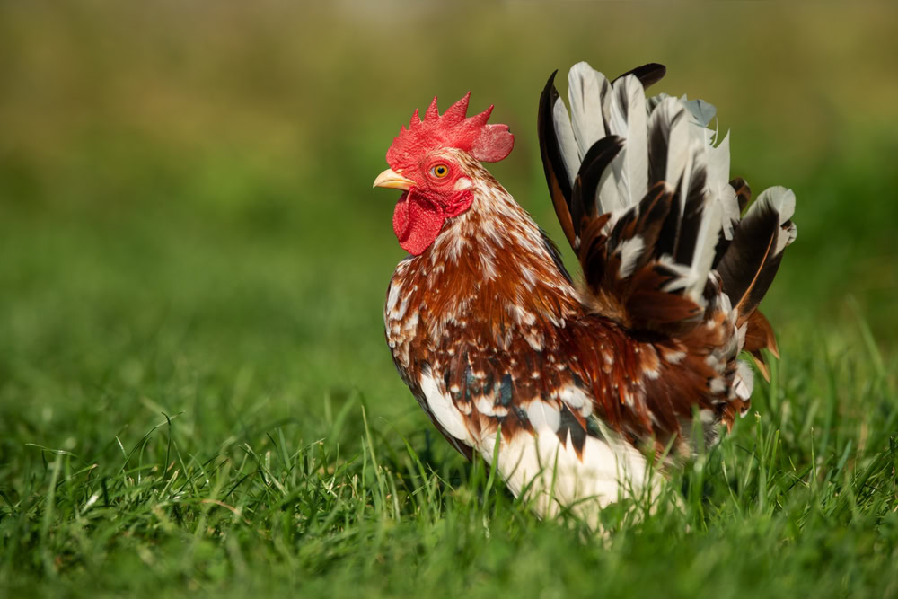 close up of a serama chicken