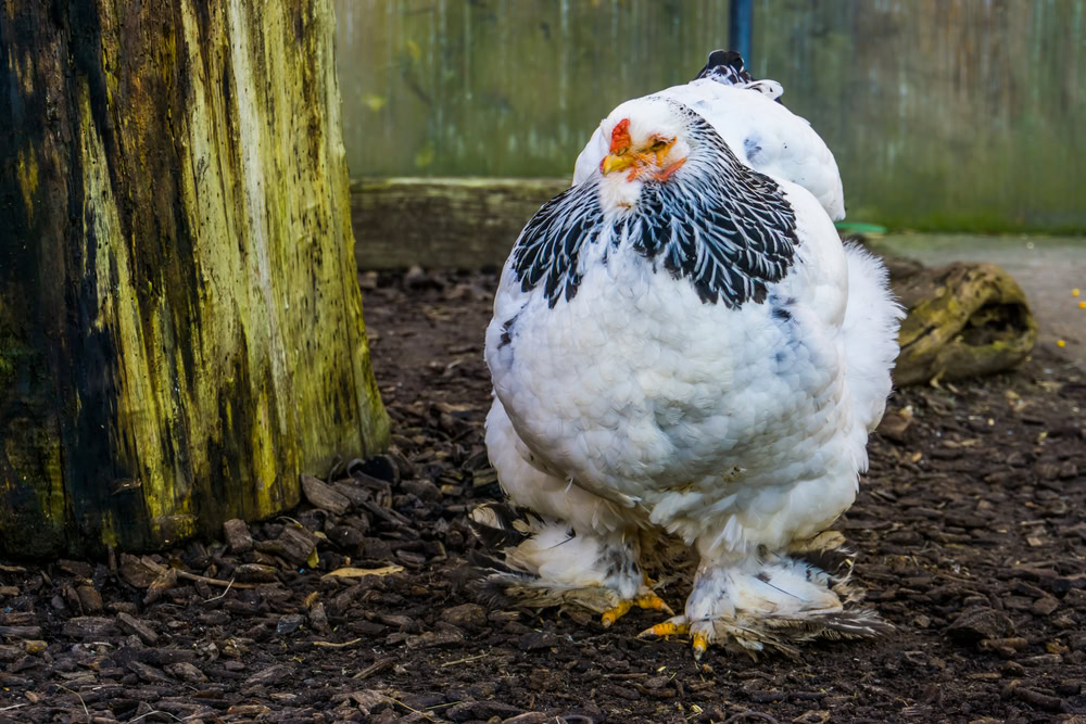 close up of a white brahma chicken