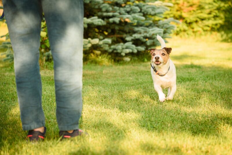 training dog recall
