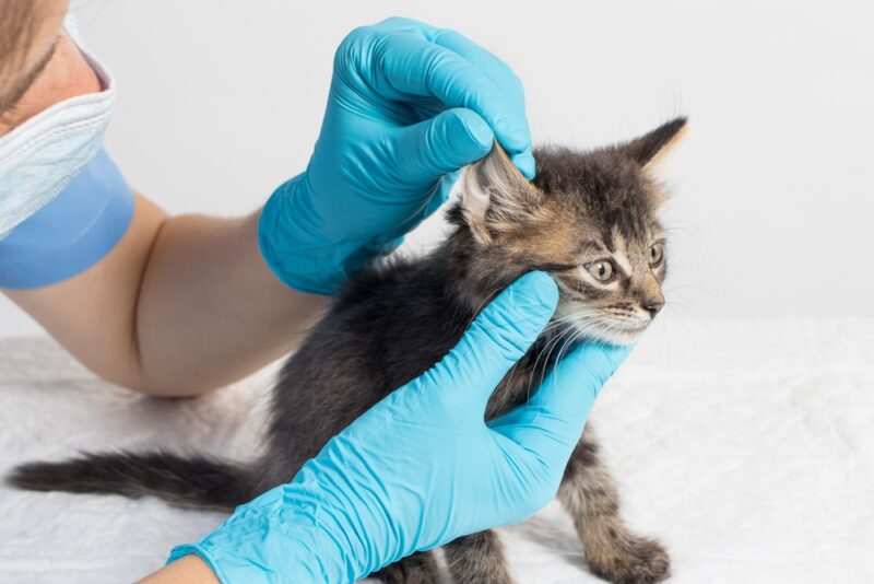 vet checking kitten's ear